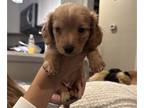Dachshund PUPPY FOR SALE ADN-839052 - Mini Dachshund Male
