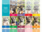 German Shepherd Dog-Siberian Husky Mix PUPPY FOR SALE ADN-839047 - Shepsky Puppy