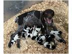 German Shorthaired Pointer PUPPY FOR SALE ADN-839037 - German Shorthaired