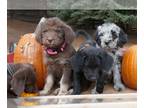 Labradoodle PUPPY FOR SALE ADN-839020 - F2 Family Labradoodles