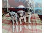 Aussiedoodle PUPPY FOR SALE ADN-839009 - Doodle Sweets