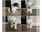 Morkie PUPPY FOR SALE ADN-838999 - Morkie Puppies