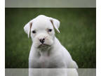 Boxer PUPPY FOR SALE ADN-838942 - Boxer