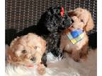 Maltipoo PUPPY FOR SALE ADN-839002 - Adorable Maltipoo Puppies