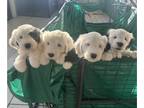 Old English Sheepdog PUPPY FOR SALE ADN-838986 - Old English Sheepdog