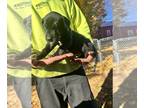 Great Dane PUPPY FOR SALE ADN-838950 - Pure bred Great Dane puppies