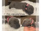 Cane Corso PUPPY FOR SALE ADN-839278 - Cane corso puppies