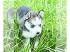 Pomsky PUPPY FOR SALE ADN-839276 - Micro Pomsky puppies