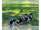 Border Collie PUPPY FOR SALE ADN-839266 - Fullblood Border Collies