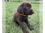 Labrador Retriever PUPPY FOR SALE ADN-839247 - AKC Labrador Retriever