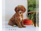 Goldendoodle (Miniature) PUPPY FOR SALE ADN-839236 - Mini Goldendoodle