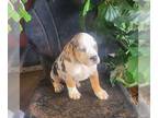 Beabull PUPPY FOR SALE ADN-839233 - f1 Beabull