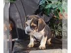 Beabull PUPPY FOR SALE ADN-839232 - f1 Beabull