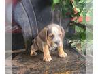 Beabull PUPPY FOR SALE ADN-839231 - f1 Beabull