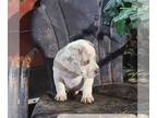Beabull PUPPY FOR SALE ADN-839230 - f1 Beabull
