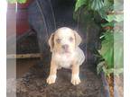 Beabull PUPPY FOR SALE ADN-839229 - f1 Beabull