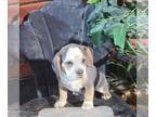 Beabull PUPPY FOR SALE ADN-839227 - f1 Beabull