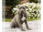 Cane Corso PUPPY FOR SALE ADN-839224 - ICCF Cane Corso
