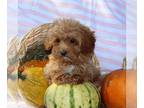 Cavapoo PUPPY FOR SALE ADN-839216 - f1b Cavapoo
