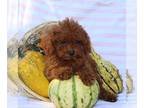 Cavapoo PUPPY FOR SALE ADN-839214 - f1b Cavapoo