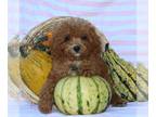 Cavapoo PUPPY FOR SALE ADN-839213 - f1b Cavapoo