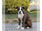 Boxer PUPPY FOR SALE ADN-839212 - AKC Boxer