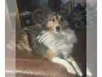 Shetland Sheepdog PUPPY FOR SALE ADN-839211 - Miniature Sheltie