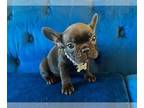 French Bulldog PUPPY FOR SALE ADN-839208 - Black and White Frenchie with hazel