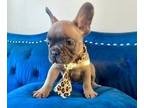 French Bulldog PUPPY FOR SALE ADN-839207 - Blue Fawn Male