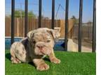 English Bulldog PUPPY FOR SALE ADN-839203 - LILAC Tan Tri Merle English Bulldog