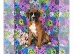 Boxer PUPPY FOR SALE ADN-839199 - ACA Registered Boxer Puppy