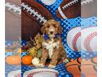 Goldendoodle (Miniature) PUPPY FOR SALE ADN-839198 - Hypoallergenic F1bb Mini