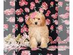 Goldendoodle (Miniature) PUPPY FOR SALE ADN-839196 - Hypoallergenic F1b Mini