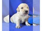 English Cream Golden Retriever PUPPY FOR SALE ADN-839188 - Golden Babies