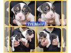 Olde English Bulldogge PUPPY FOR SALE ADN-839187 - Olde English Bulldogge