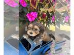 Havanese PUPPY FOR SALE ADN-839165 - Havanese Puppies Available Beautiful