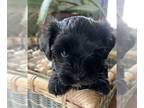 Havanese PUPPY FOR SALE ADN-839162 - Havanese Puppies Available Beautiful