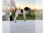German Shorthaired Pointer PUPPY FOR SALE ADN-839151 - Ringer