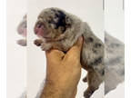 French Bulldog PUPPY FOR SALE ADN-839150 - Big Rope Tri Merle Fluffy