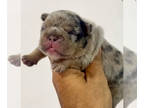 French Bulldog PUPPY FOR SALE ADN-839139 - Big Rope Tri Merle Fluffy