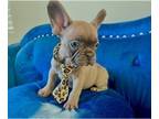 French Bulldog PUPPY FOR SALE ADN-839136 - Blue Fawn Male