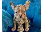 French Bulldog PUPPY FOR SALE ADN-839135 - Harlequin Black Tan Male