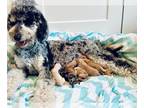 Goldendoodle PUPPY FOR SALE ADN-839109 - F1B Goldendoodle Blue Merle mix