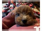 Cavapoo PUPPY FOR SALE ADN-839106 - Miniature Cavapoo puppy