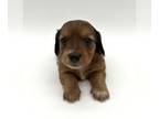Dachshund PUPPY FOR SALE ADN-839104 - Akc Miniature Dachshund