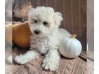 Bichpoo PUPPY FOR SALE ADN-839101 - Labadys Bichpoo