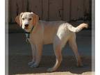 Labrador Retriever PUPPY FOR SALE ADN-839099 - AKC English Lab puppy
