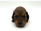 Dachshund PUPPY FOR SALE ADN-839096 - Akc Miniature Dachshund