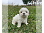 Zuchon PUPPY FOR SALE ADN-839089 - Teddy Bear Puppy