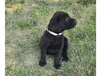 Labrador Retriever PUPPY FOR SALE ADN-839086 - Black female white collar